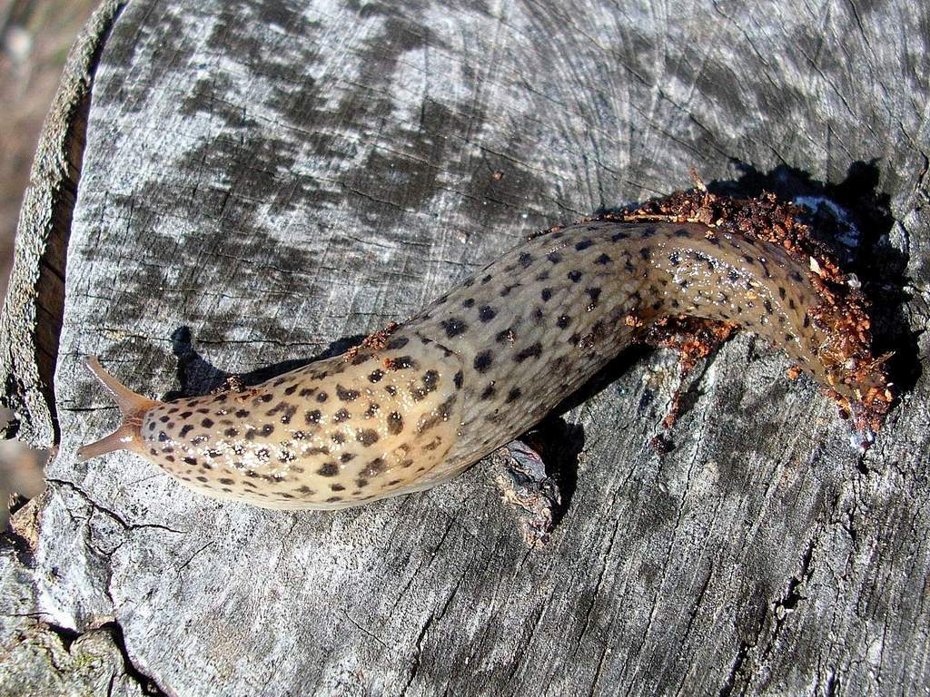 Limax maximus (Linnaeus 1758)  da Venezia